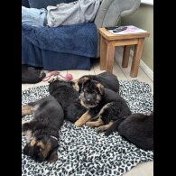 German Shepherd (Alsatian)