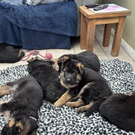 German Shepherd (Alsatian)