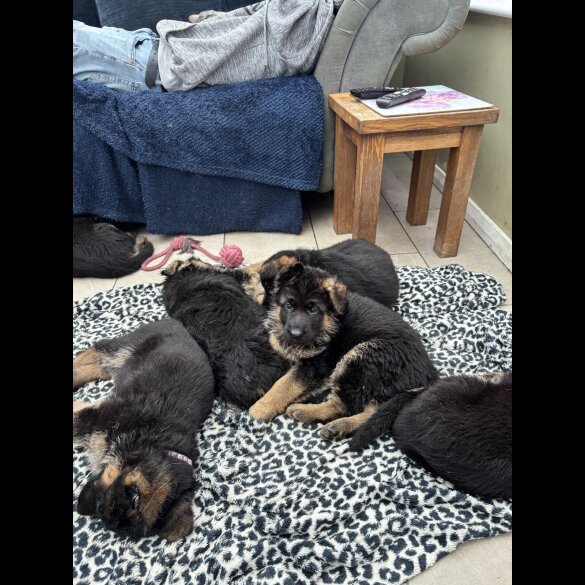 German Shepherd (Alsatian)