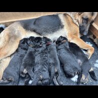 German Shepherd (Alsatian)