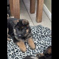 German Shepherd (Alsatian)