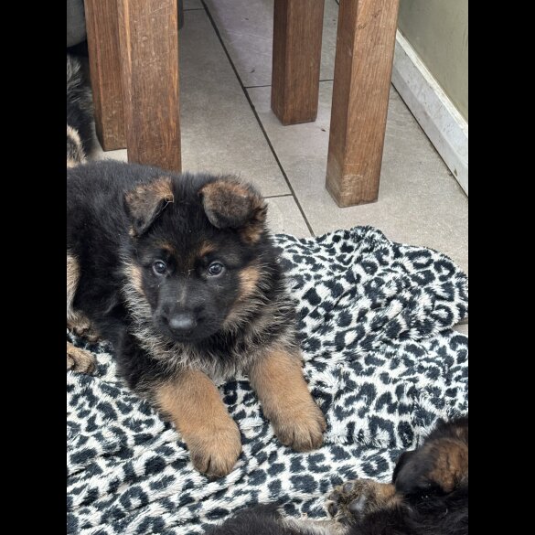 German Shepherd (Alsatian)