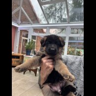 German Shepherd (Alsatian)