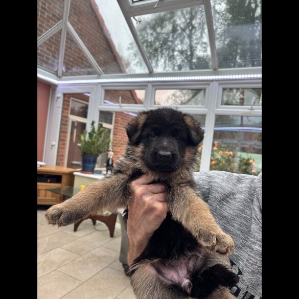 German Shepherd (Alsatian)