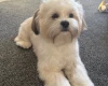 Lhasa Apso