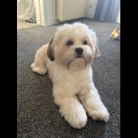 Lhasa Apso