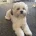 Lhasa Apso