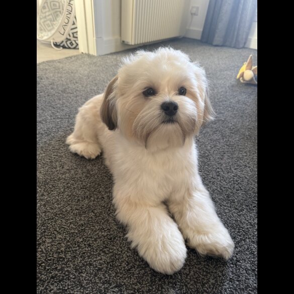 Lhasa Apso