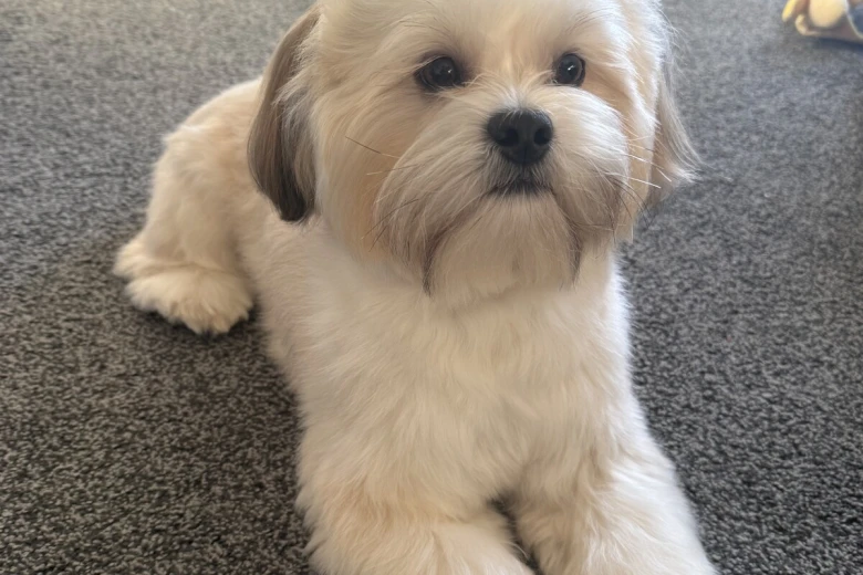 Lhasa Apso