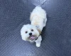 Lhasa Apso
