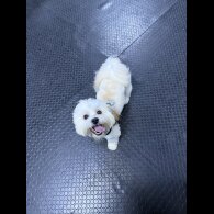 Lhasa Apso