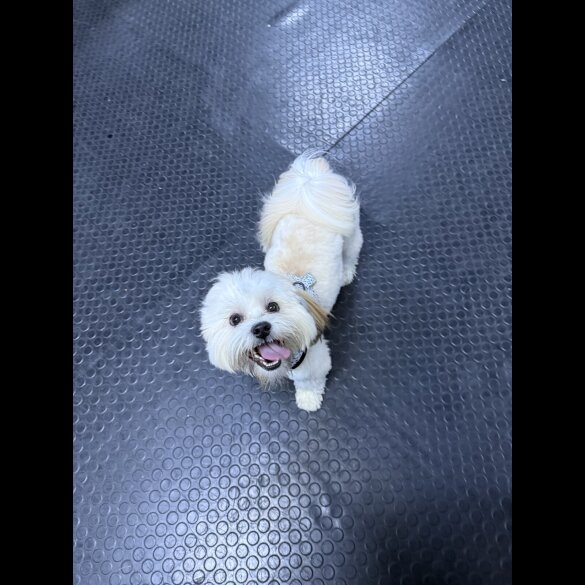 Lhasa Apso