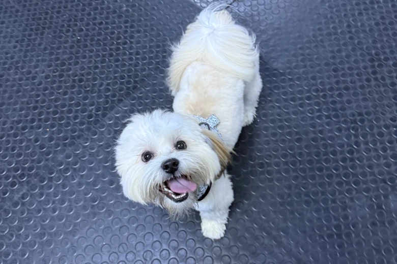 Lhasa Apso