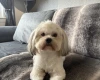 Lhasa Apso