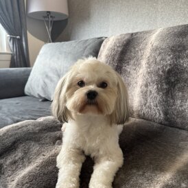 Lhasa Apso