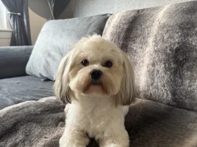 Lhasa Apso