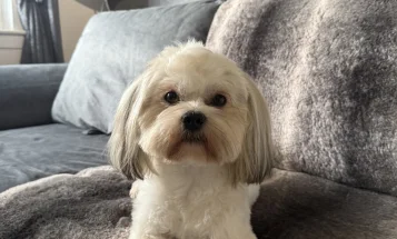 Lhasa Apso