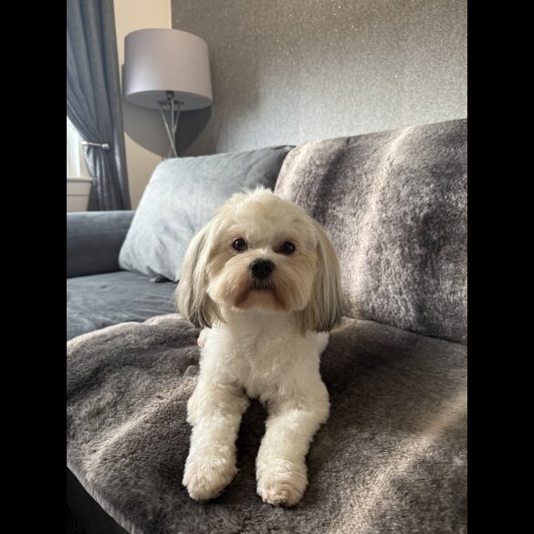 Lhasa Apso