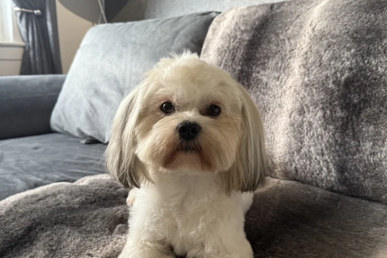 Lhasa Apso