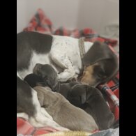 Dachshund (Miniature Smooth Haired)