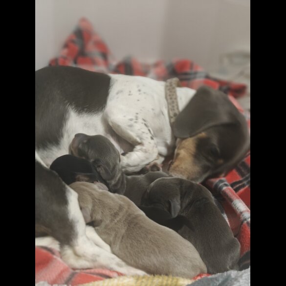 Dachshund (Miniature Smooth Haired)