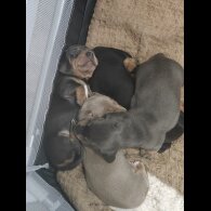 Dachshund (Miniature Smooth Haired)