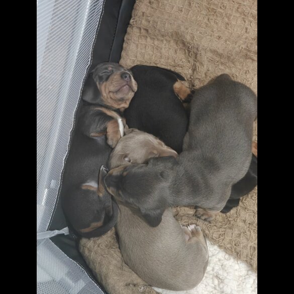 Dachshund (Miniature Smooth Haired)