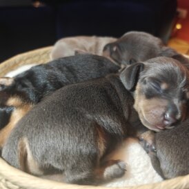 Dachshund (Miniature Smooth Haired)