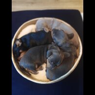 Dachshund (Miniature Smooth Haired)