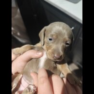 Dachshund (Miniature Smooth Haired)