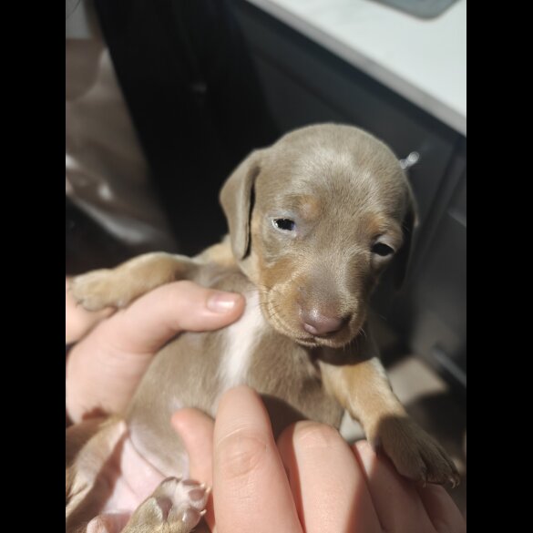 Dachshund (Miniature Smooth Haired)