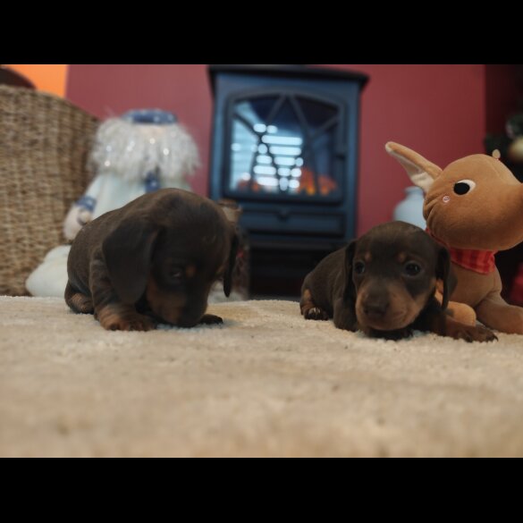 Dachshund (Miniature Smooth Haired)