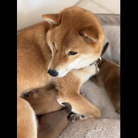 Japanese Shiba Inu
