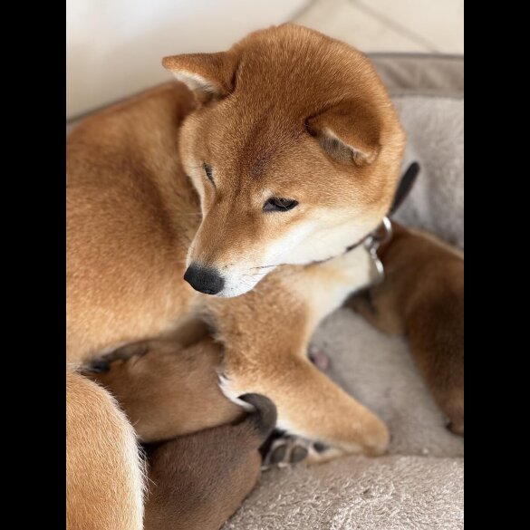 Japanese Shiba Inu