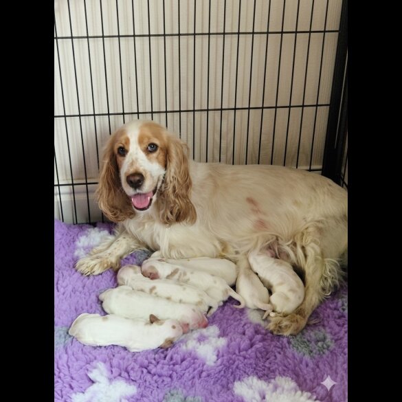 Cocker Spaniel (Show)