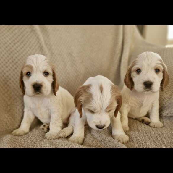 Cocker Spaniel (Show)