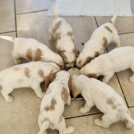 Cocker Spaniel (Show)