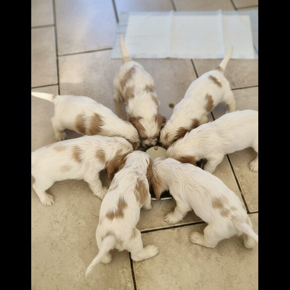 Cocker Spaniel (Show)