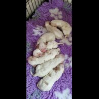 Cocker Spaniel (Show)