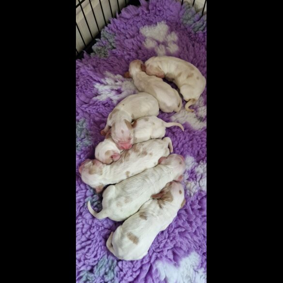 Cocker Spaniel (Show)