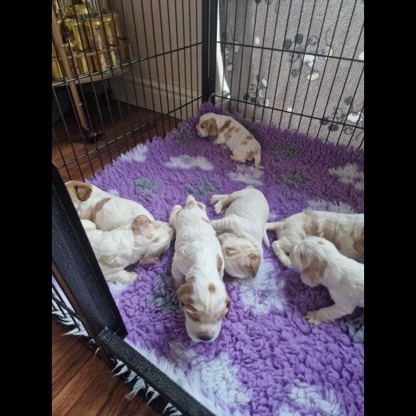 Cocker Spaniel (Show)