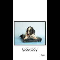 English Springer Spaniel