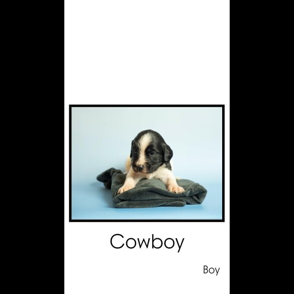 English Springer Spaniel