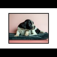 English Springer Spaniel