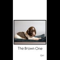 English Springer Spaniel