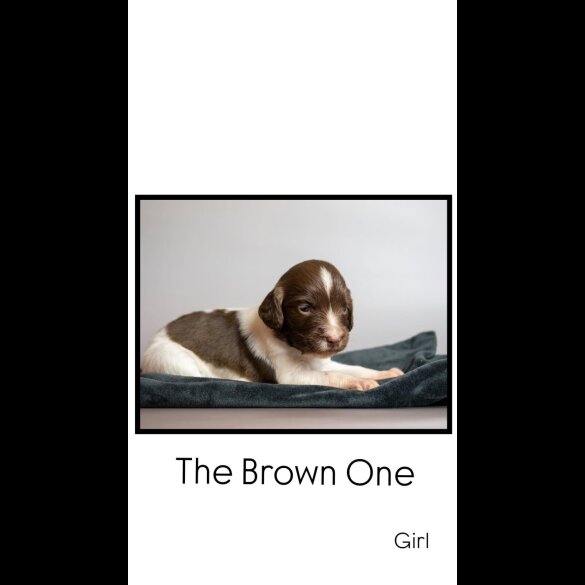 English Springer Spaniel