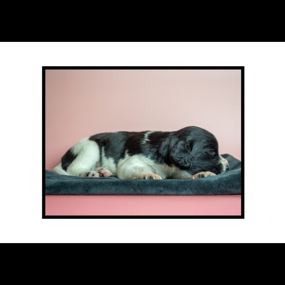 English Springer Spaniel