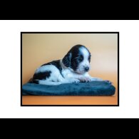 English Springer Spaniel