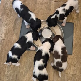 English Springer Spaniel