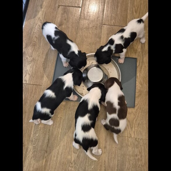 English Springer Spaniel